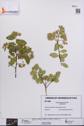 Quillaja saponaria [Espécimen: UCH:EIF:0015449]