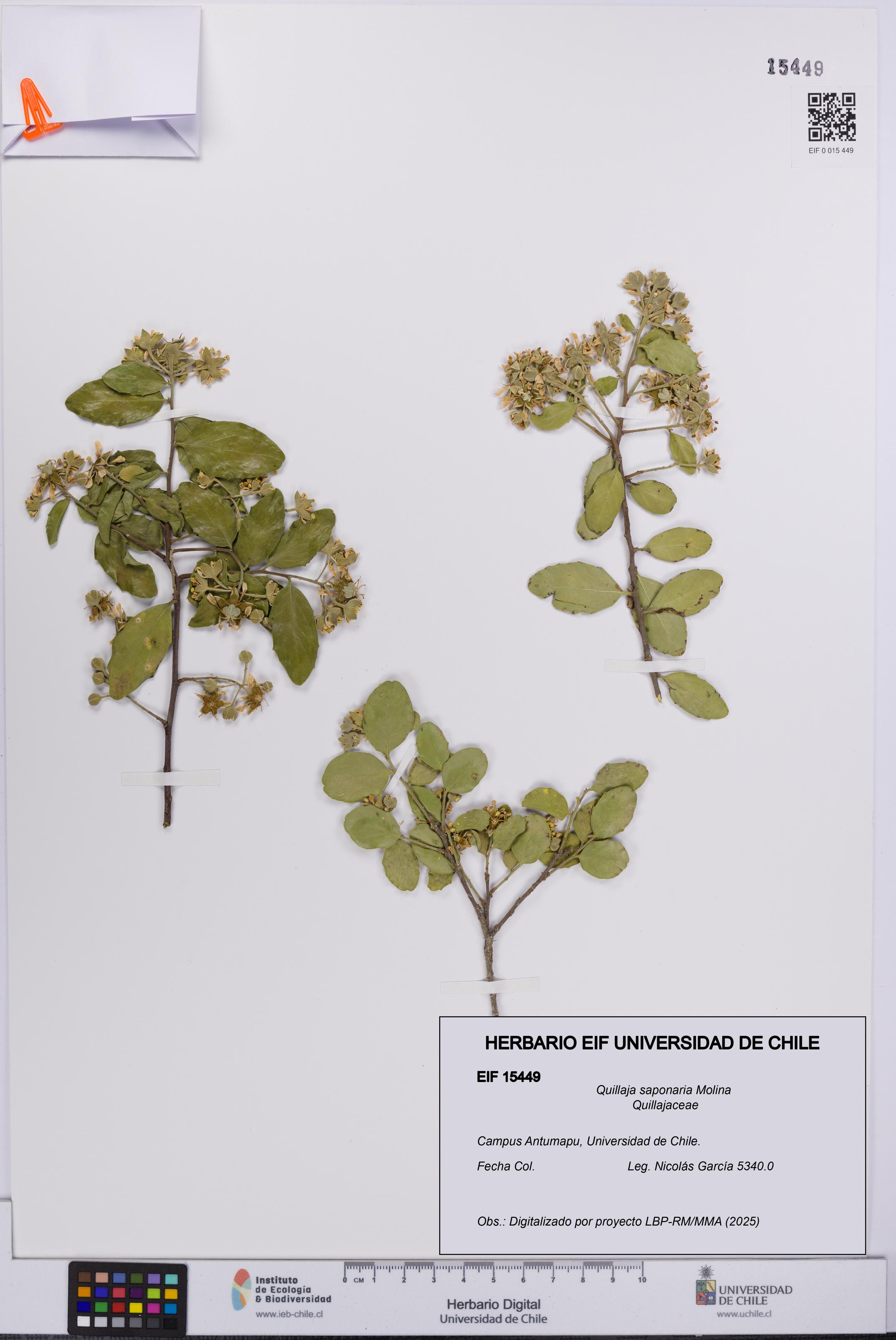 Quillaja saponaria [Espécimen: UCH:EIF:0015449]