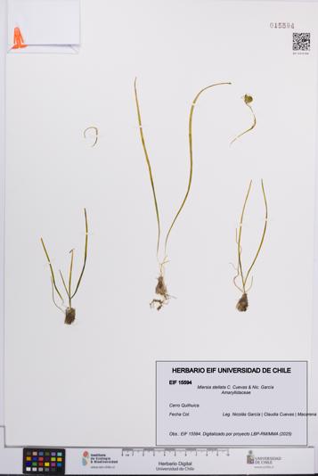 Miersia stellata [Espécimen: UCH:EIF:0015594]