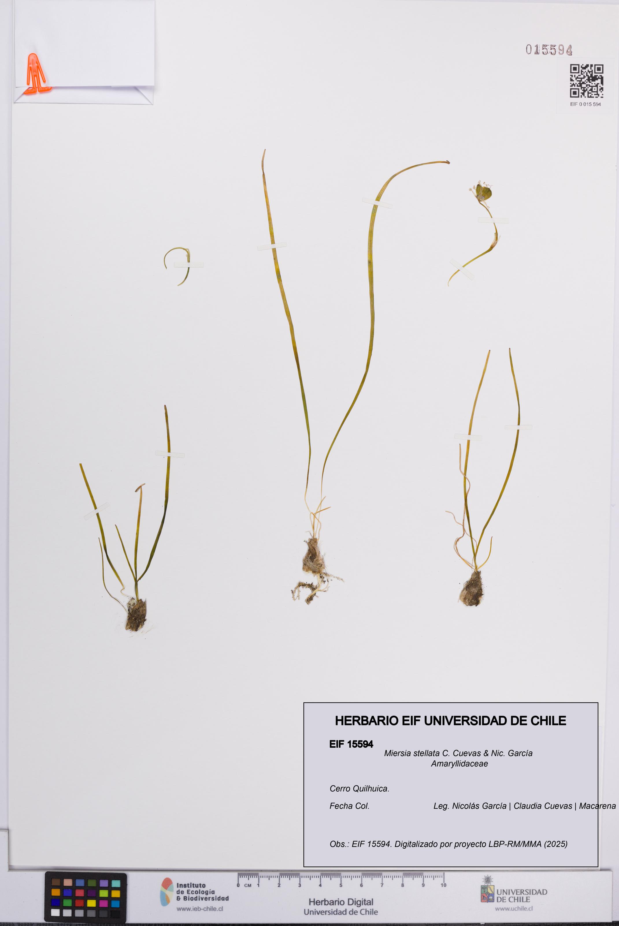 Miersia stellata [Espécimen: UCH:EIF:0015594]