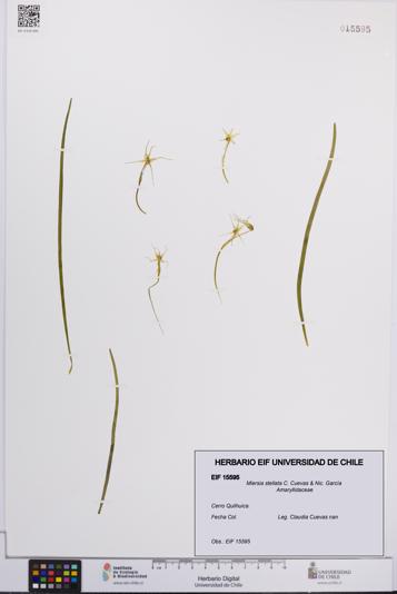 Miersia stellata [Espécimen: UCH:EIF:0015595]
