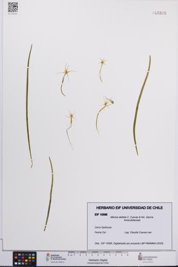 Miersia stellata [Espécimen: UCH:EIF:0015595]