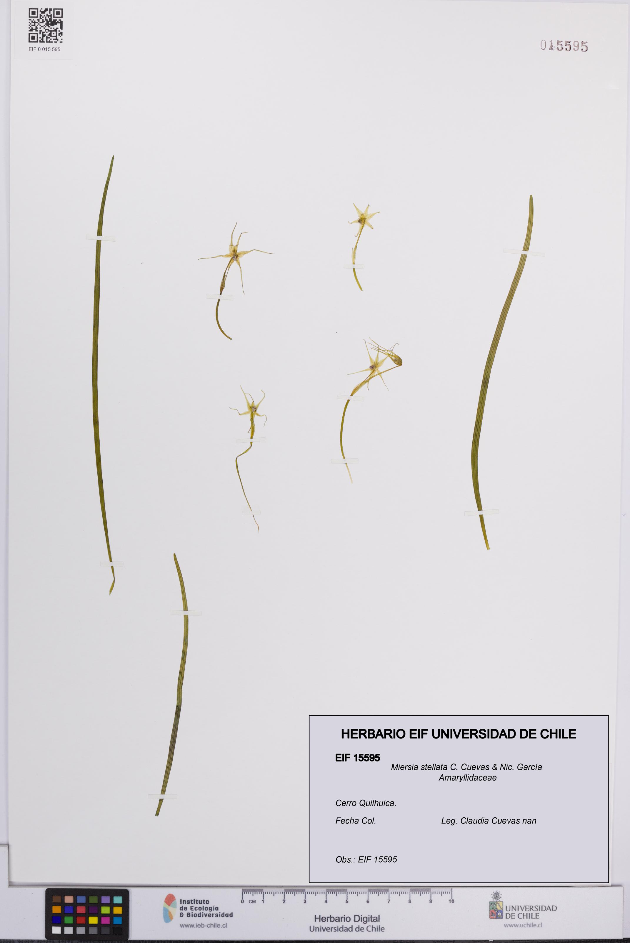 Miersia stellata [Espécimen: UCH:EIF:0015595]