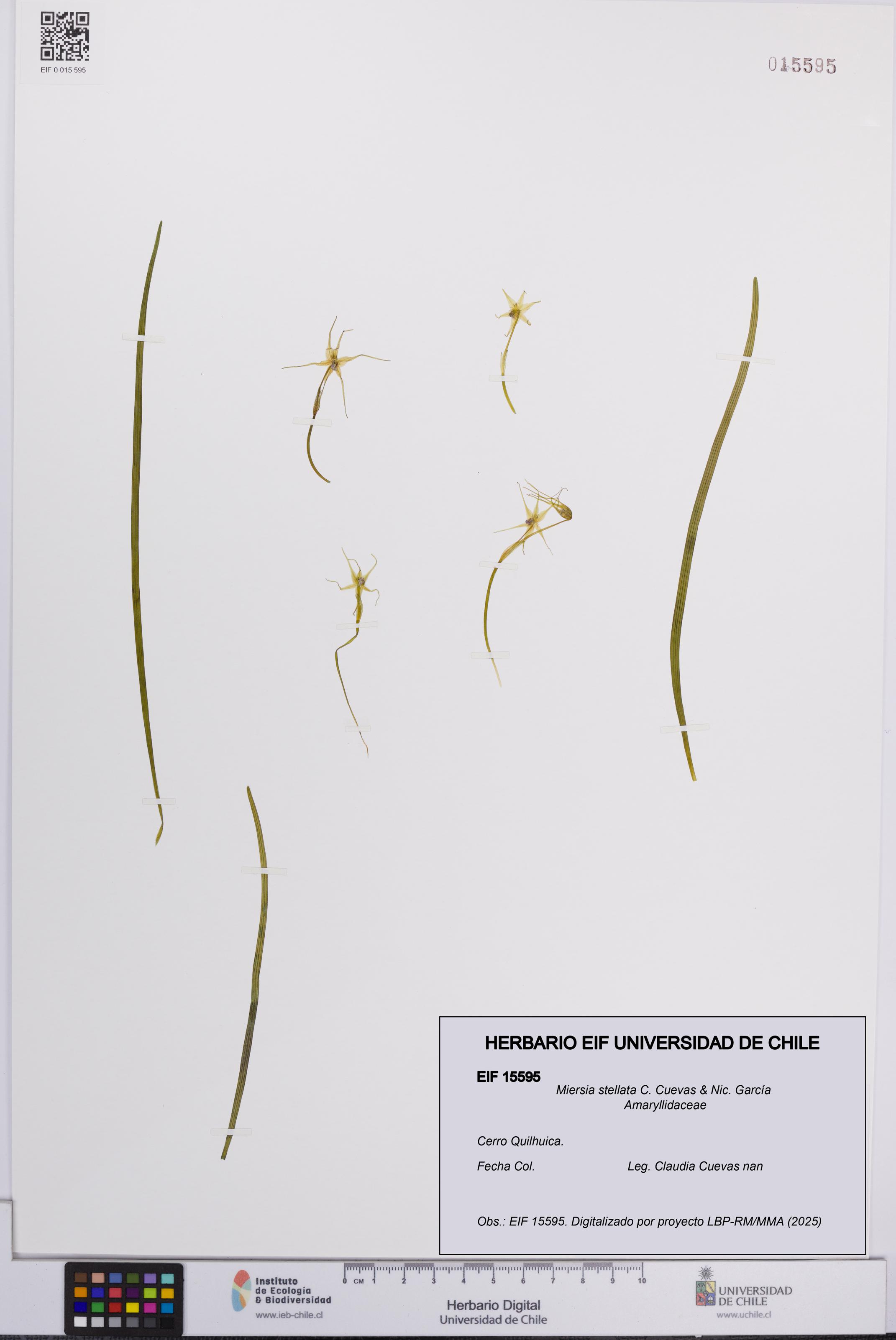 Miersia stellata [Espécimen: UCH:EIF:0015595]