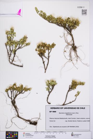 Baccharis magellanica [Espécimen: UCH:EIF:0015600]