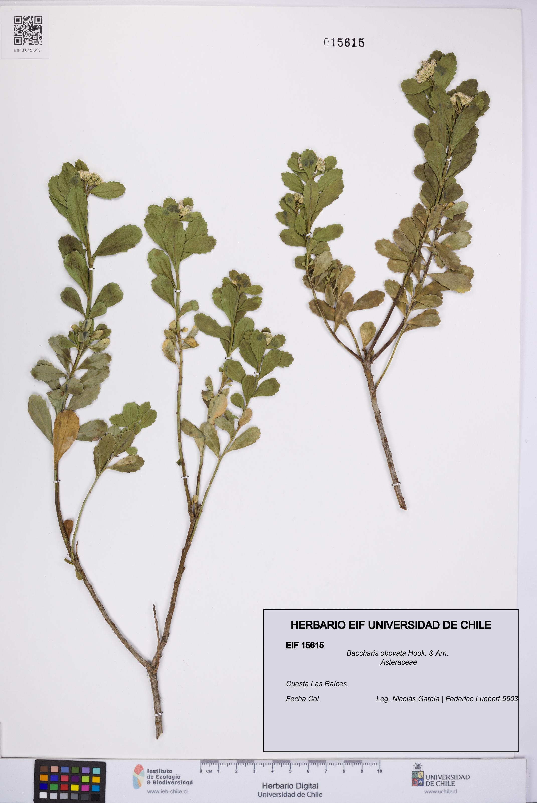 Baccharis obovata [Espécimen: UCH:EIF:0015615]