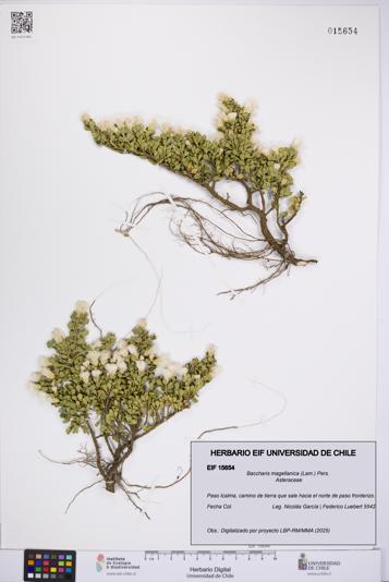 Baccharis magellanica [Espécimen: UCH:EIF:0015654]