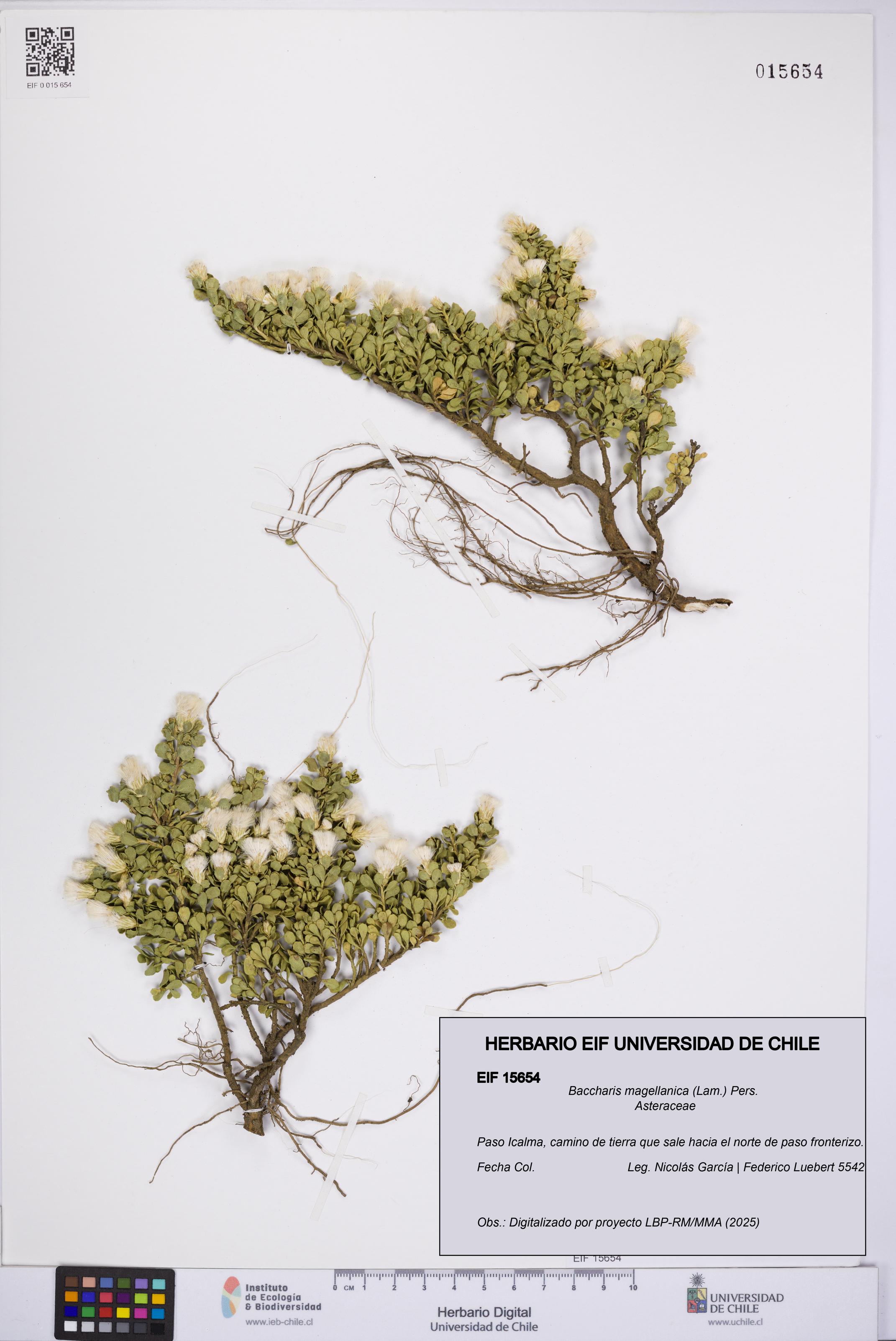 Baccharis magellanica [Espécimen: UCH:EIF:0015654]