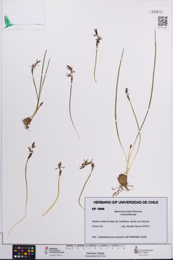 Miersia tenuiseta [Espécimen: UCH:EIF:0015685]