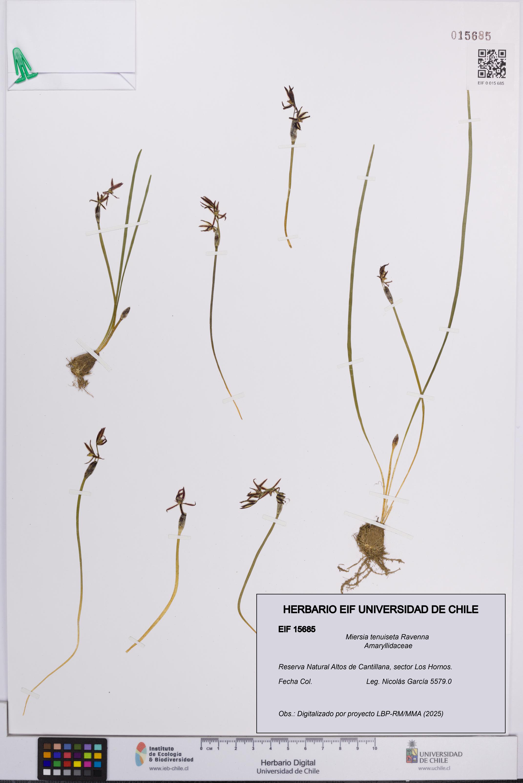 Miersia tenuiseta [Espécimen: UCH:EIF:0015685]