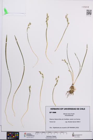 Miersia minor [Espécimen: UCH:EIF:0015686]