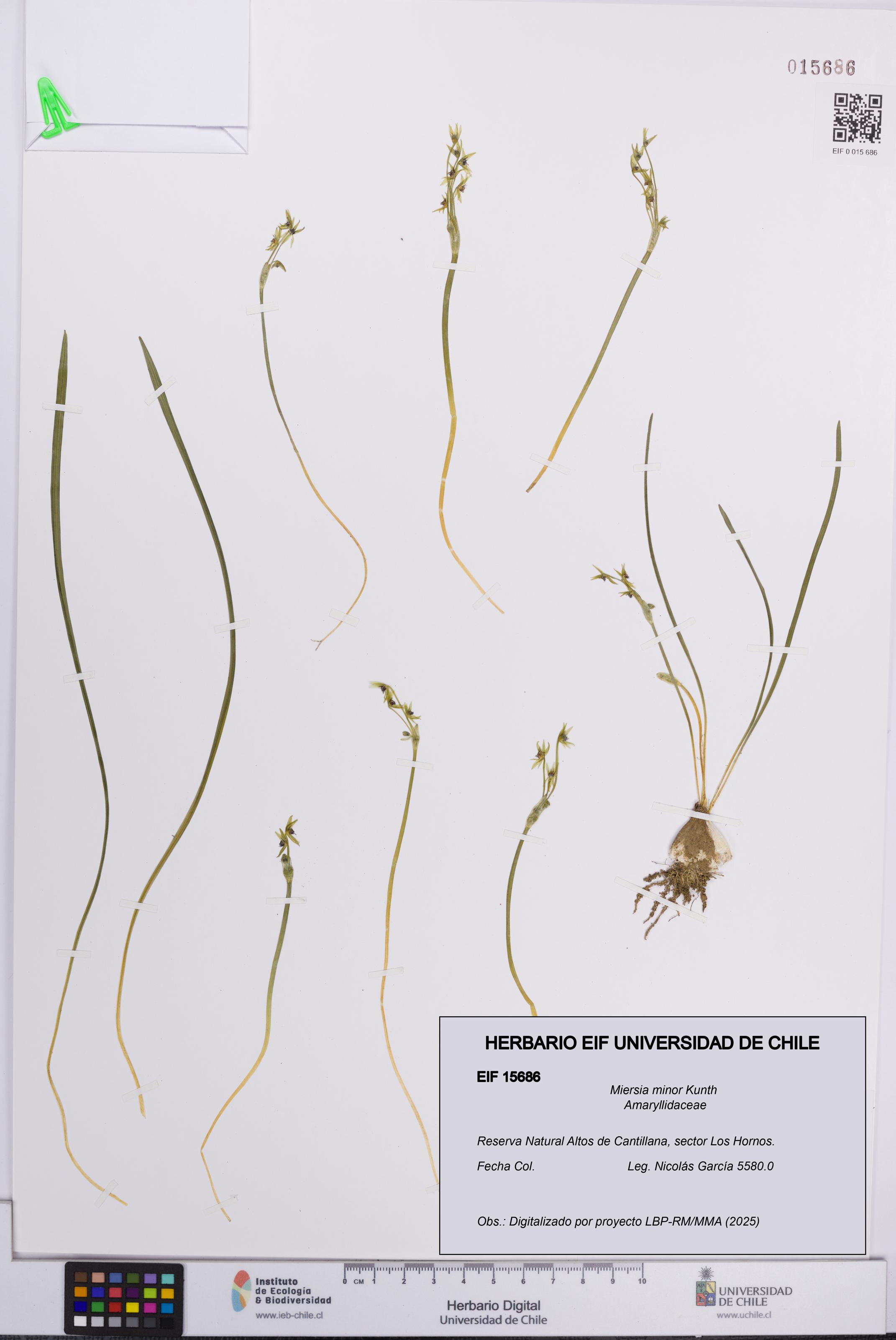 Miersia minor [Espécimen: UCH:EIF:0015686]