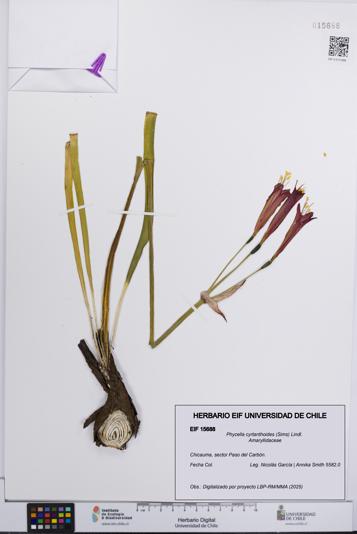 Phycella cyrtanthoides [Espécimen: UCH:EIF:0015688]