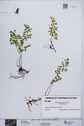 Adiantum gertrudis [Espécimen: UCH:EIF:0015690]