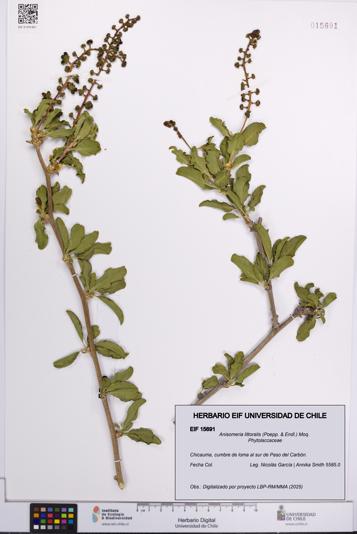 Anisomeria littoralis [Espécimen: UCH:EIF:0015691]