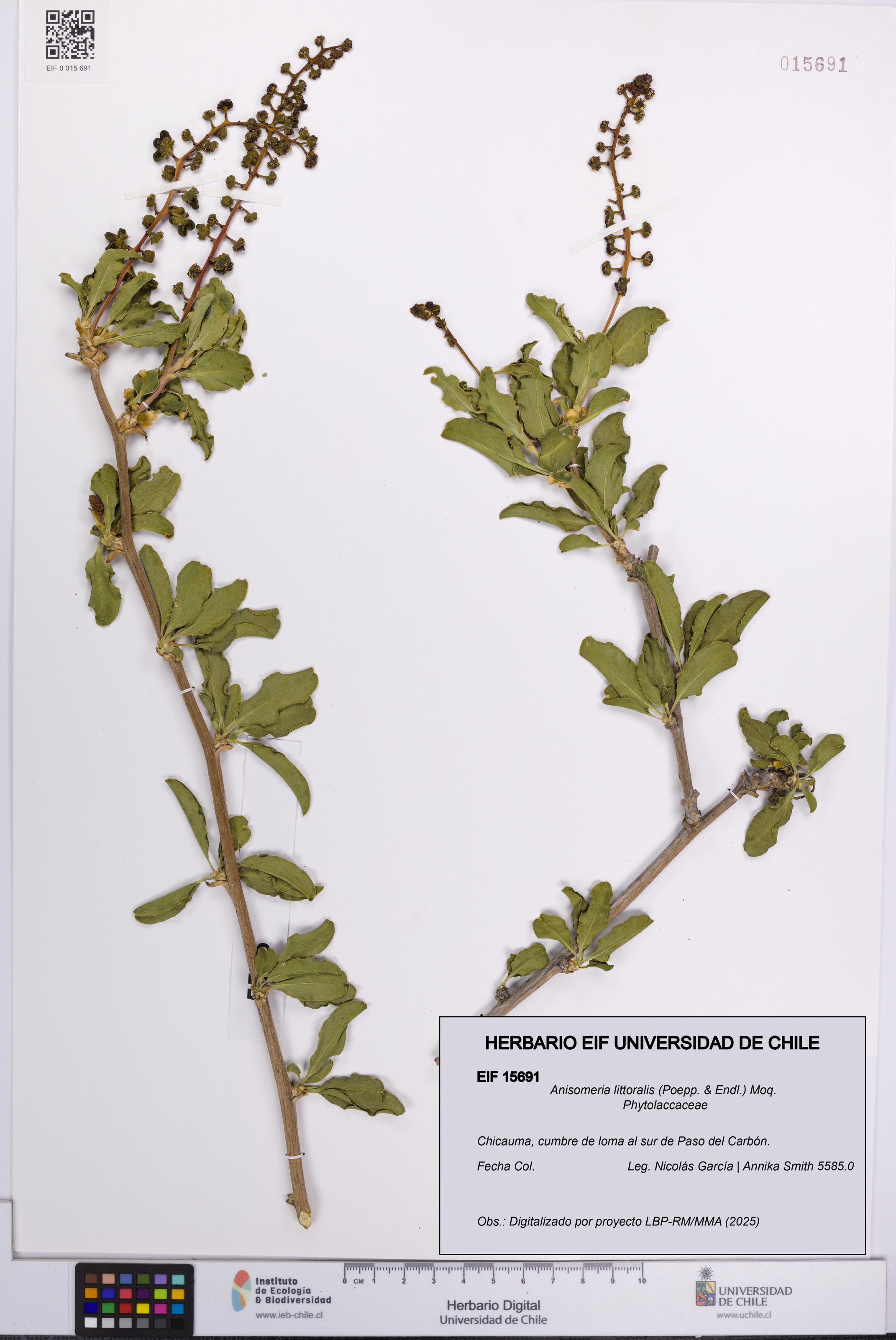 Anisomeria littoralis [Espécimen: UCH:EIF:0015691]