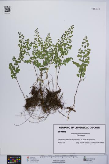 Adiantum gertrudis [Espécimen: UCH:EIF:0015692]