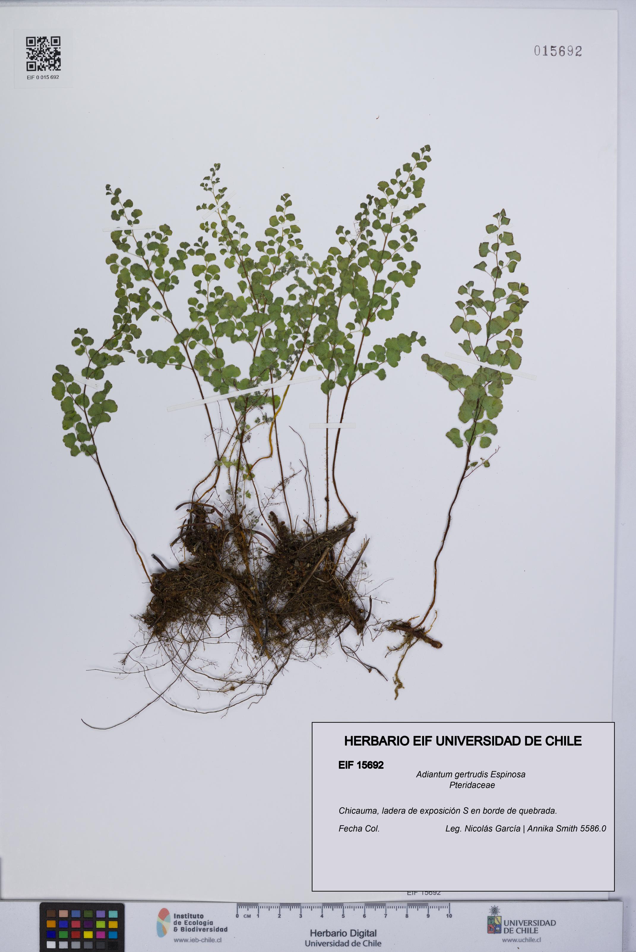 Adiantum gertrudis [Espécimen: UCH:EIF:0015692]