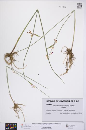 Olsynium scirpoideum [Espécimen: UCH:EIF:0015693]