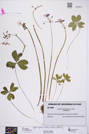 Oxalis arenaria [Espécimen: UCH:EIF:0015694]