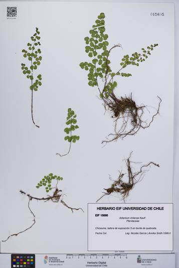 Adiantum chilense [Espécimen: UCH:EIF:0015695]