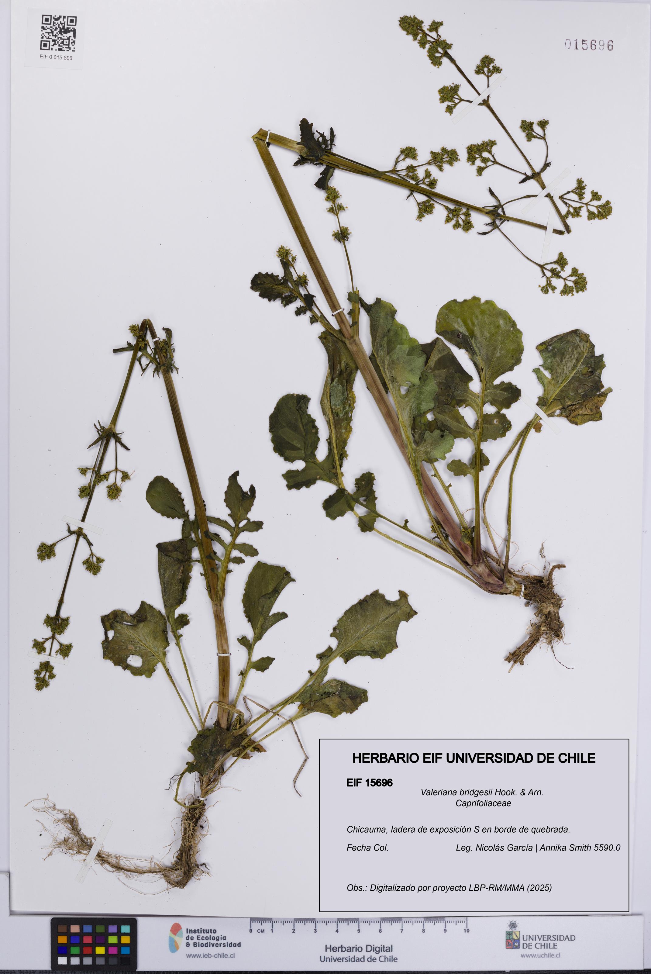 Valeriana bridgesii [Espécimen: UCH:EIF:0015696]