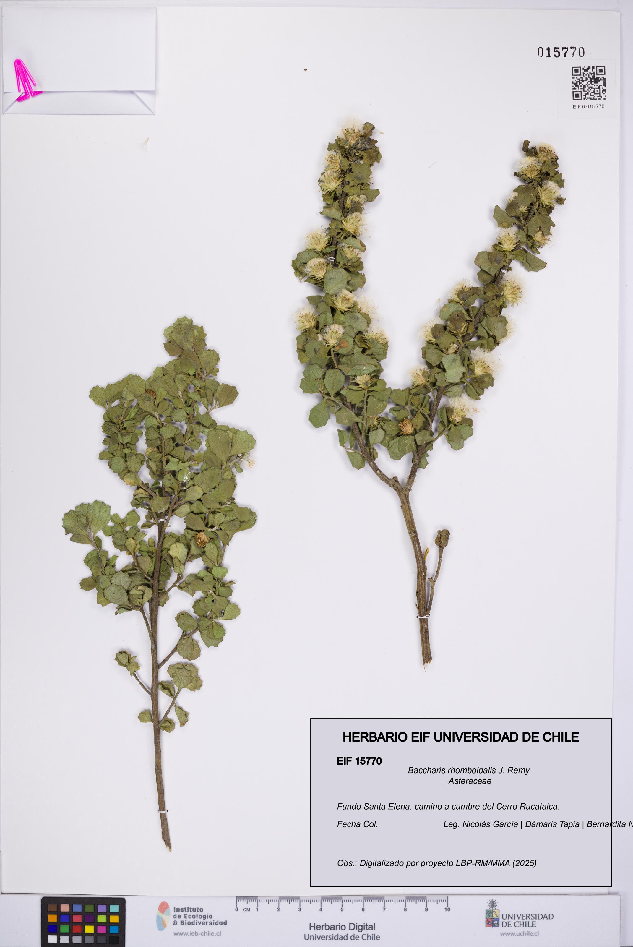 Baccharis rhomboidalis [Espécimen: UCH:EIF:0015770]