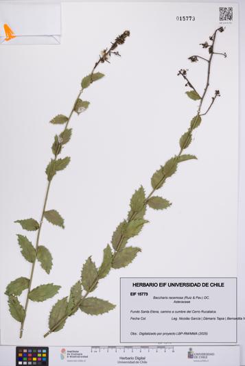 Baccharis racemosa [Espécimen: UCH:EIF:0015773]