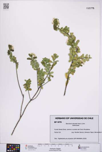 Baccharis obovata [Espécimen: UCH:EIF:0015775]