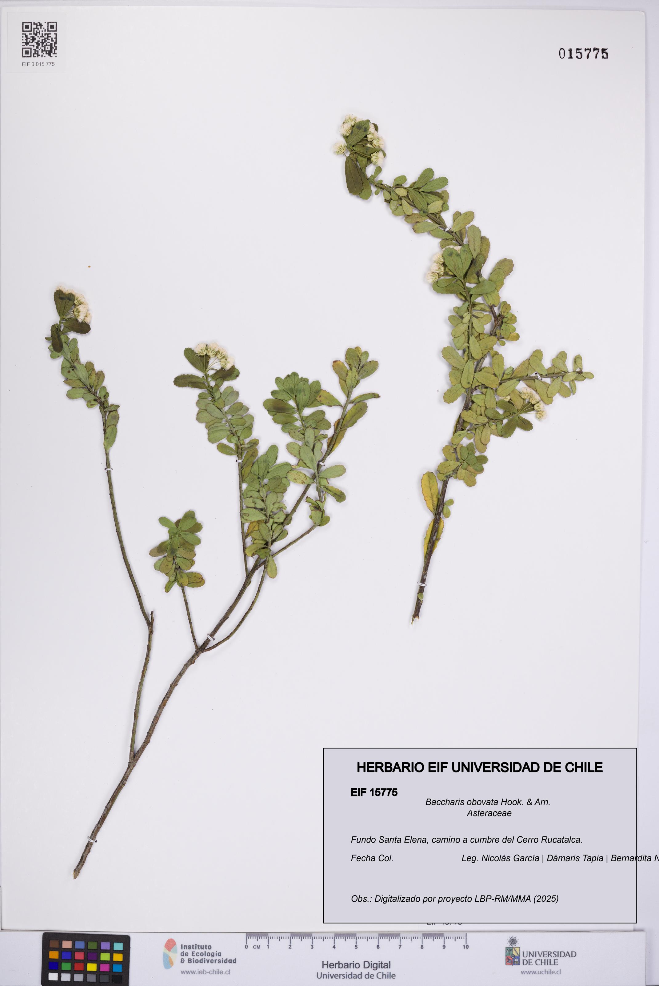 Baccharis obovata [Espécimen: UCH:EIF:0015775]