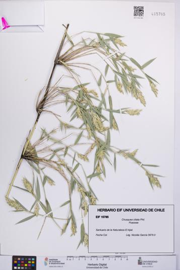Chusquea ciliata [Espécimen: UCH:EIF:0015785]