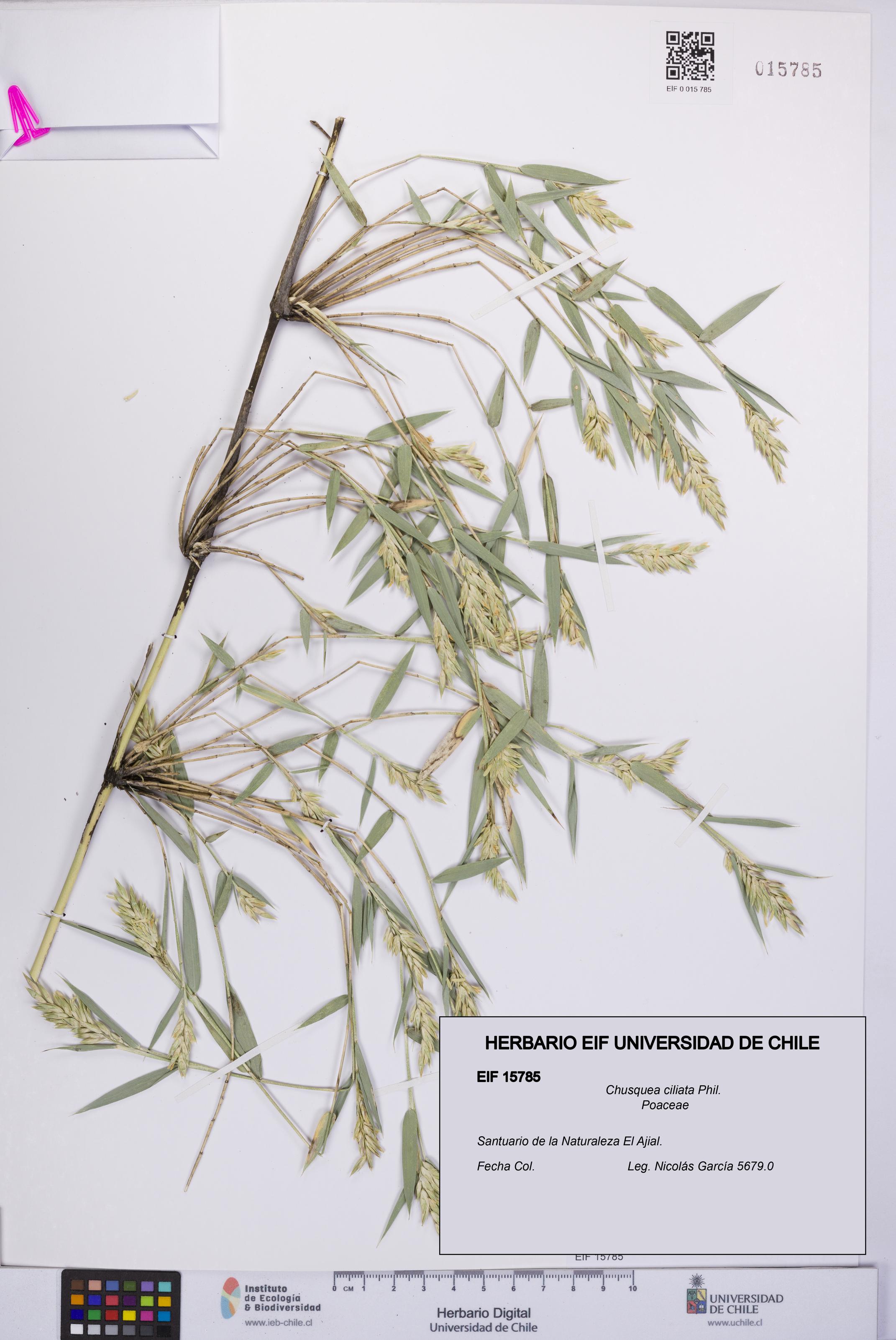 Chusquea ciliata [Espécimen: UCH:EIF:0015785]