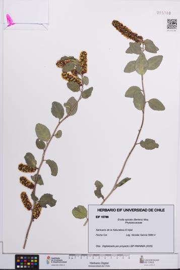 Ercilla spicata [Espécimen: UCH:EIF:0015786]