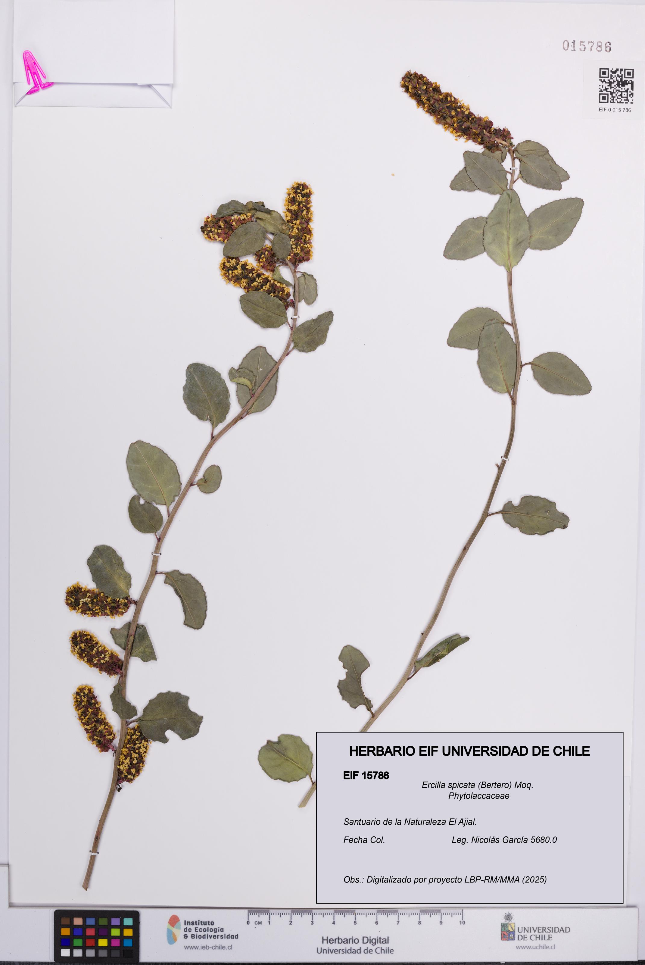 Ercilla spicata [Espécimen: UCH:EIF:0015786]