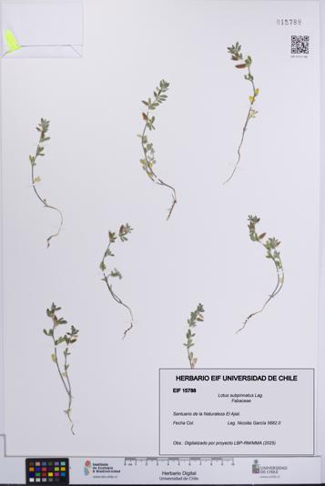 Lotus subpinnatus [Espécimen: UCH:EIF:0015788]
