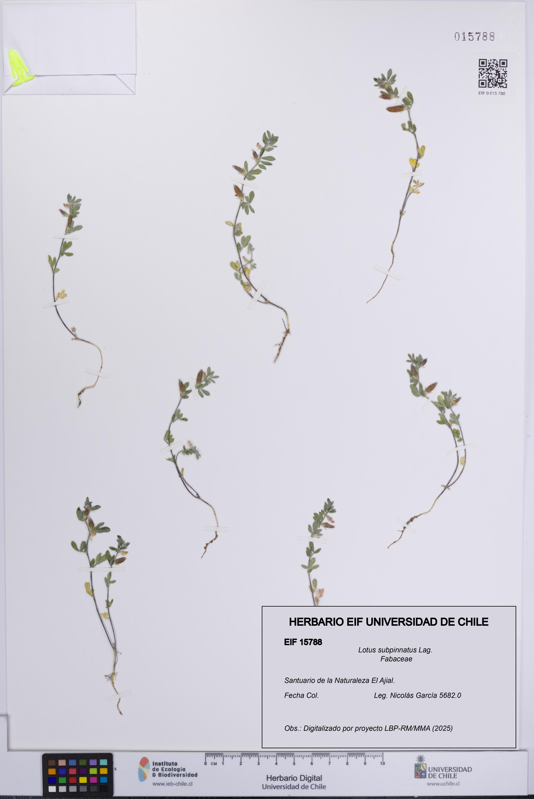 Lotus subpinnatus [Espécimen: UCH:EIF:0015788]