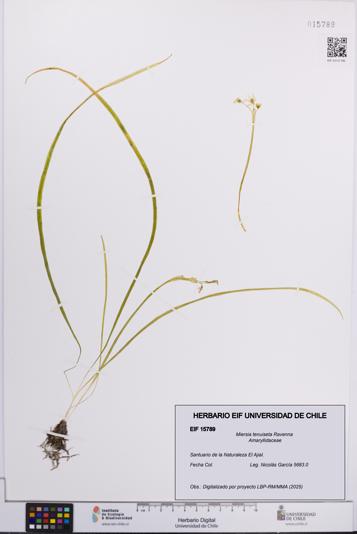 Miersia tenuiseta [Espécimen: UCH:EIF:0015789]
