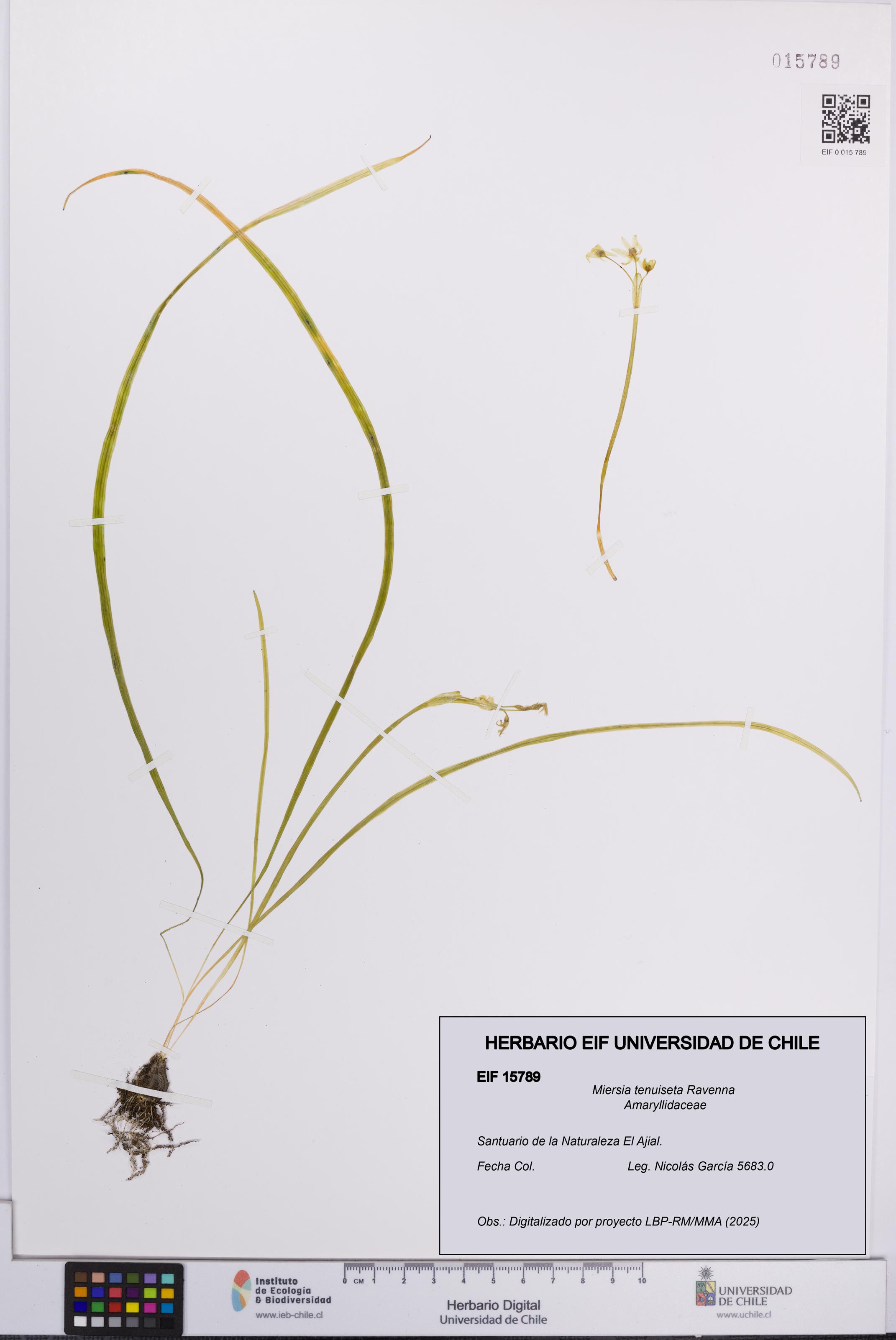 Miersia tenuiseta [Espécimen: UCH:EIF:0015789]