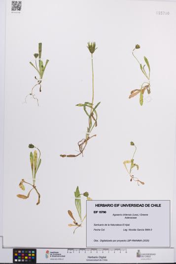 Agoseris chilensis [Espécimen: UCH:EIF:0015790]