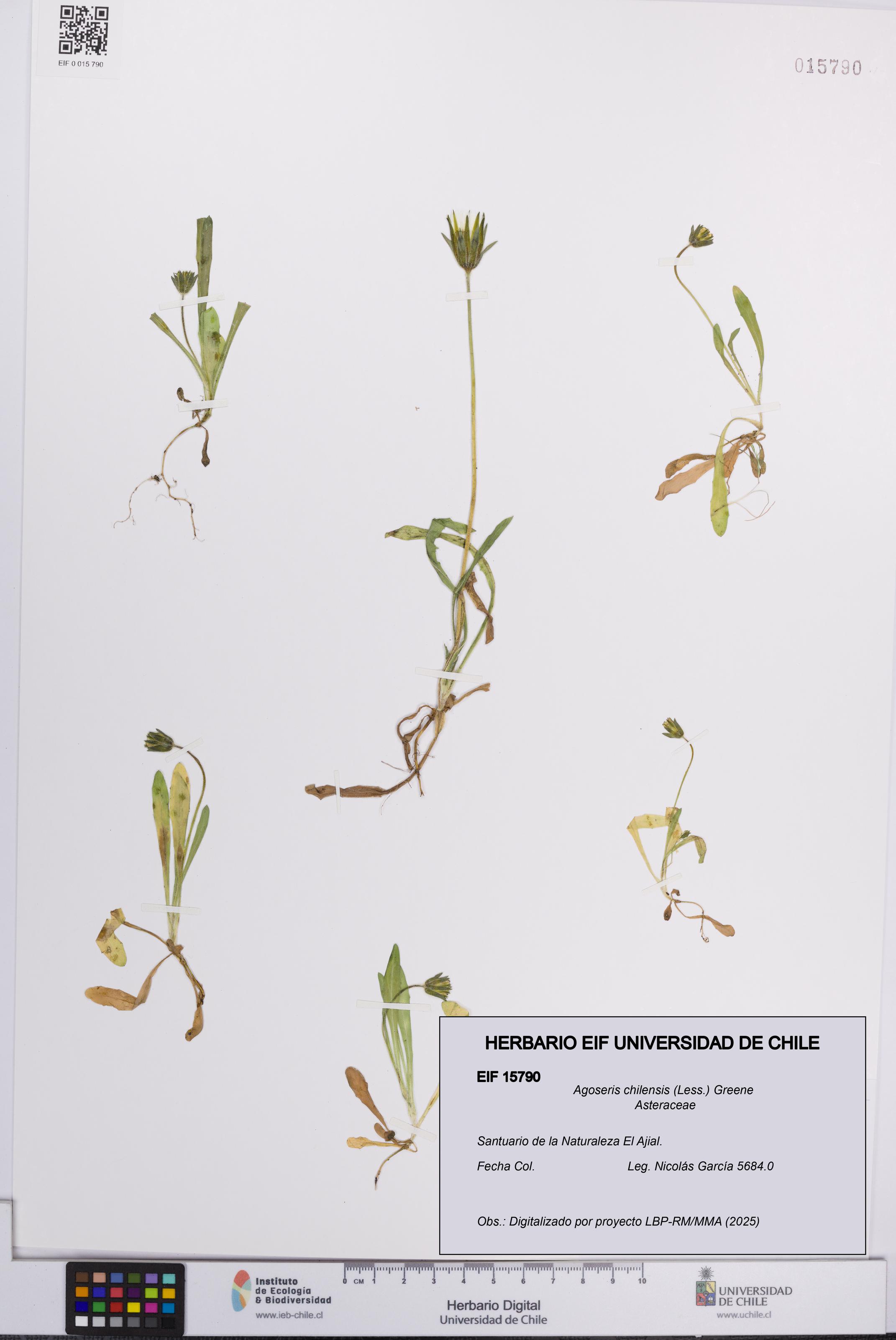 Agoseris chilensis [Espécimen: UCH:EIF:0015790]