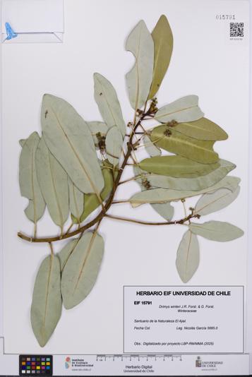 Drimys winteri [Espécimen: UCH:EIF:0015791]