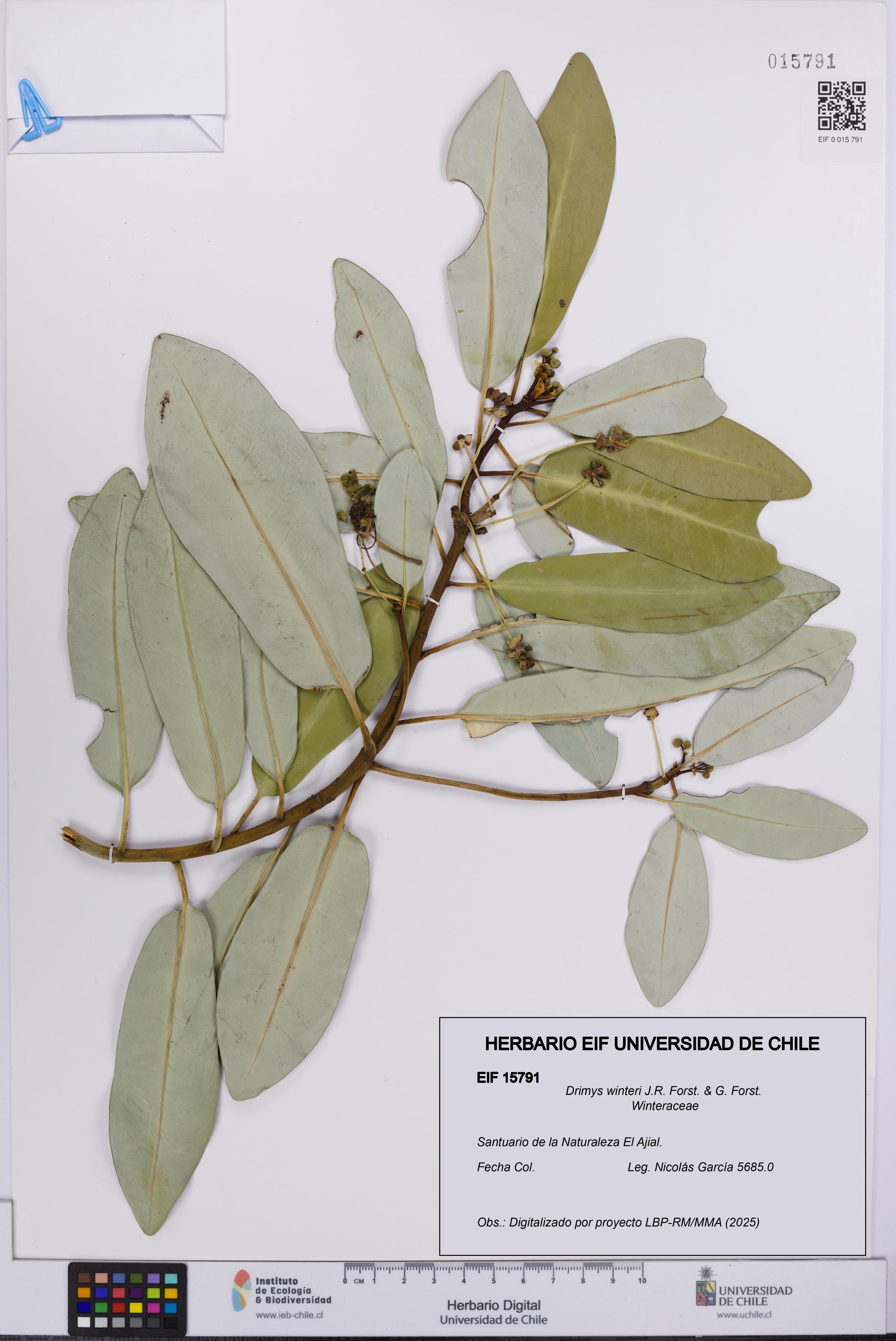 Drimys winteri [Espécimen: UCH:EIF:0015791]