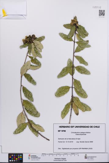 Crinodendron patagua [Espécimen: UCH:EIF:0015792]