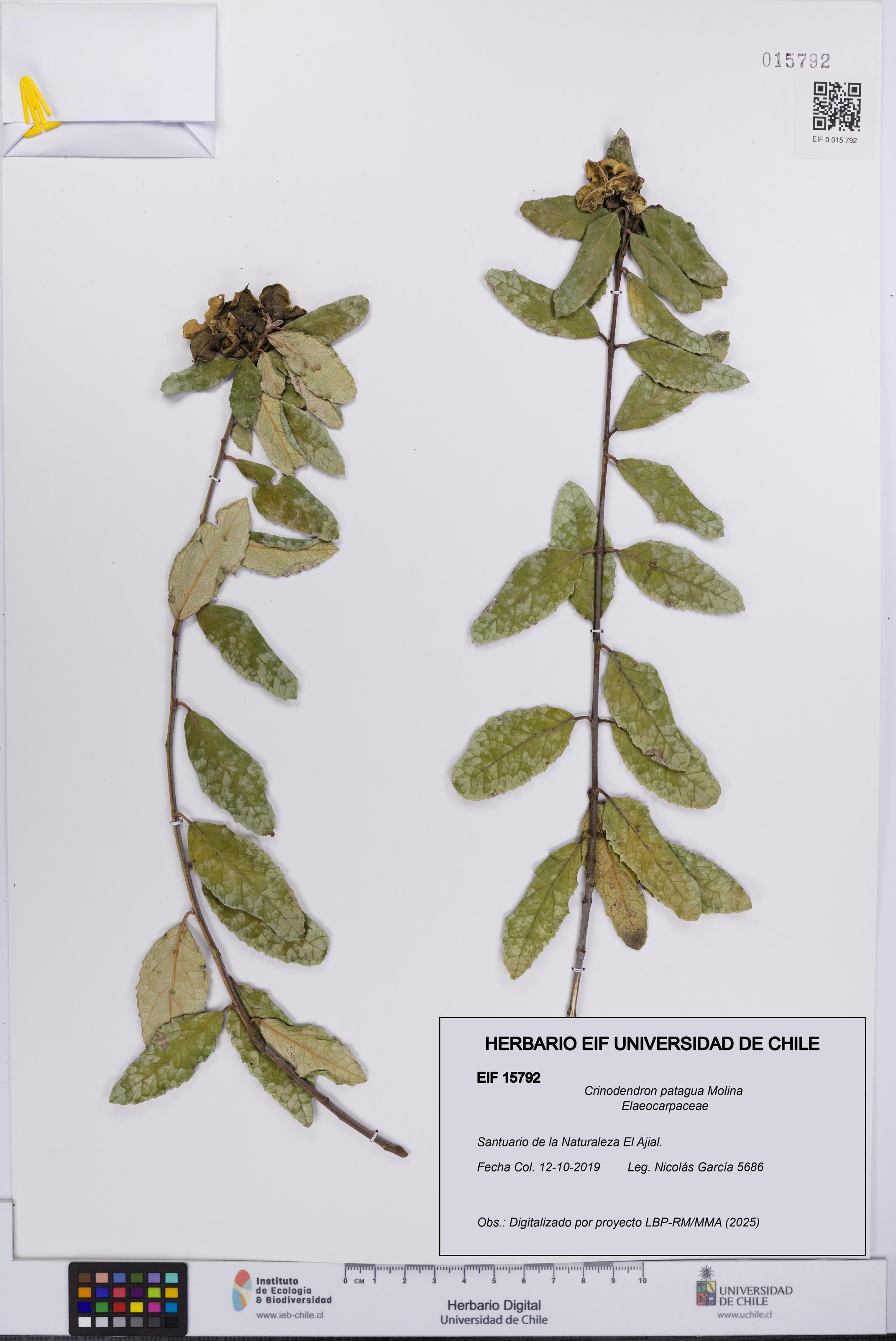 Crinodendron patagua [Espécimen: UCH:EIF:0015792]