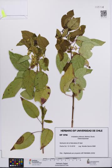 Aristotelia chilensis [Espécimen: UCH:EIF:0015794]