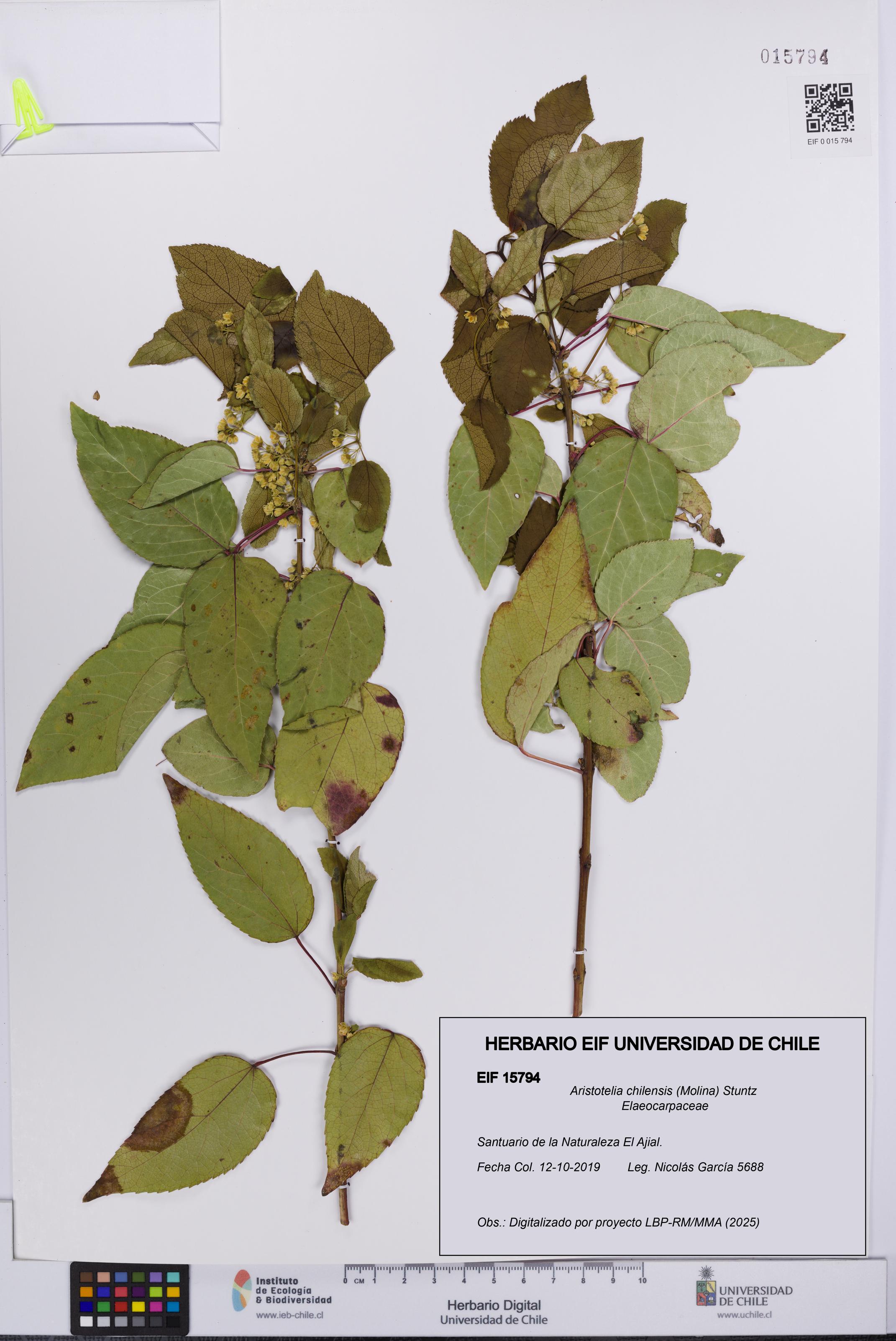 Aristotelia chilensis [Espécimen: UCH:EIF:0015794]