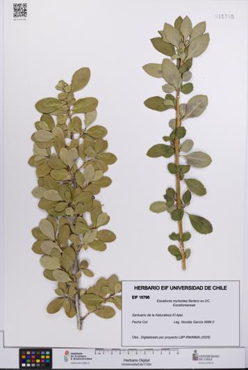Escallonia myrtoidea [Espécimen: UCH:EIF:0015795]
