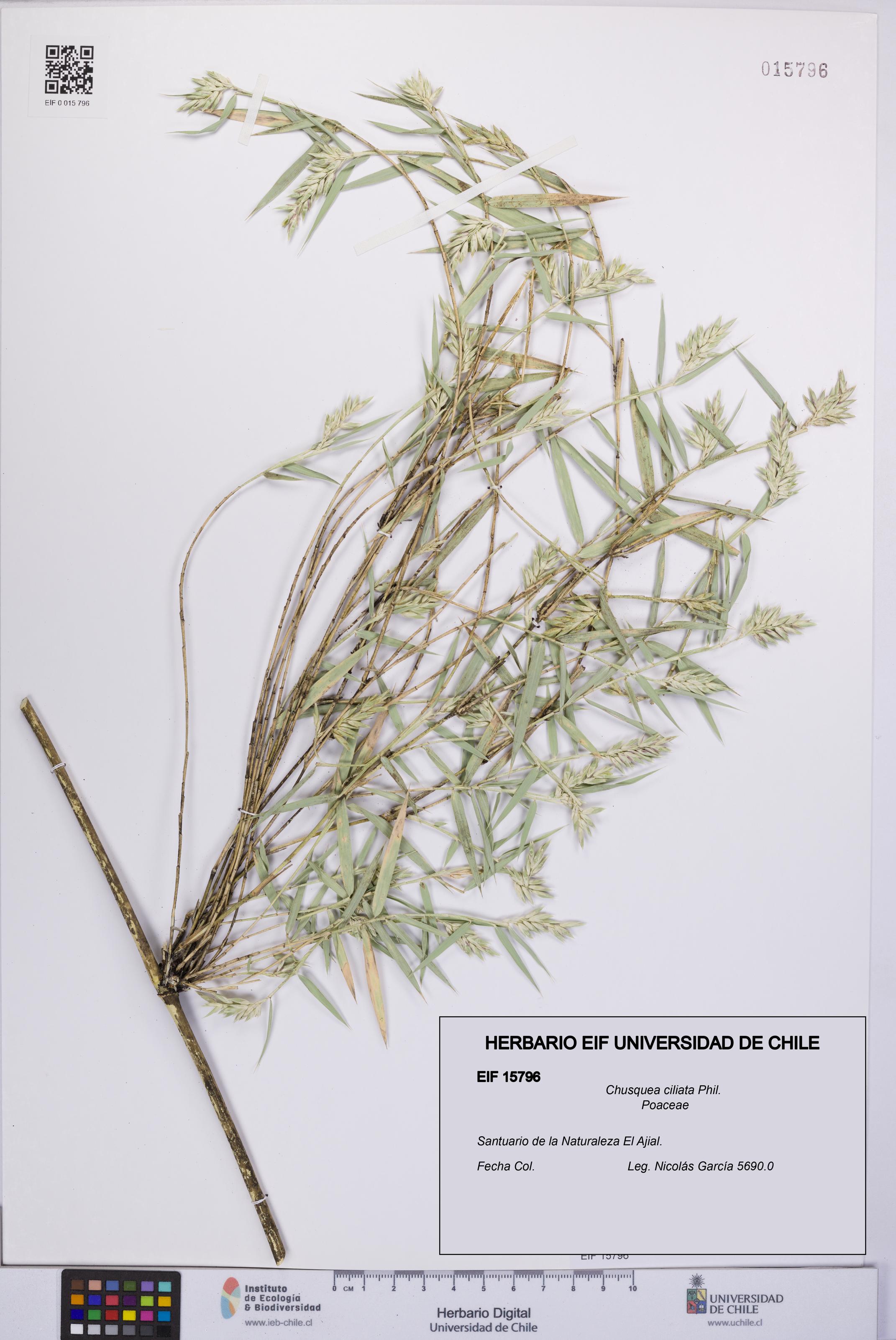 Chusquea ciliata [Espécimen: UCH:EIF:0015796]