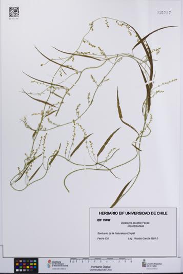Dioscorea saxatilis [Espécimen: UCH:EIF:0015797]