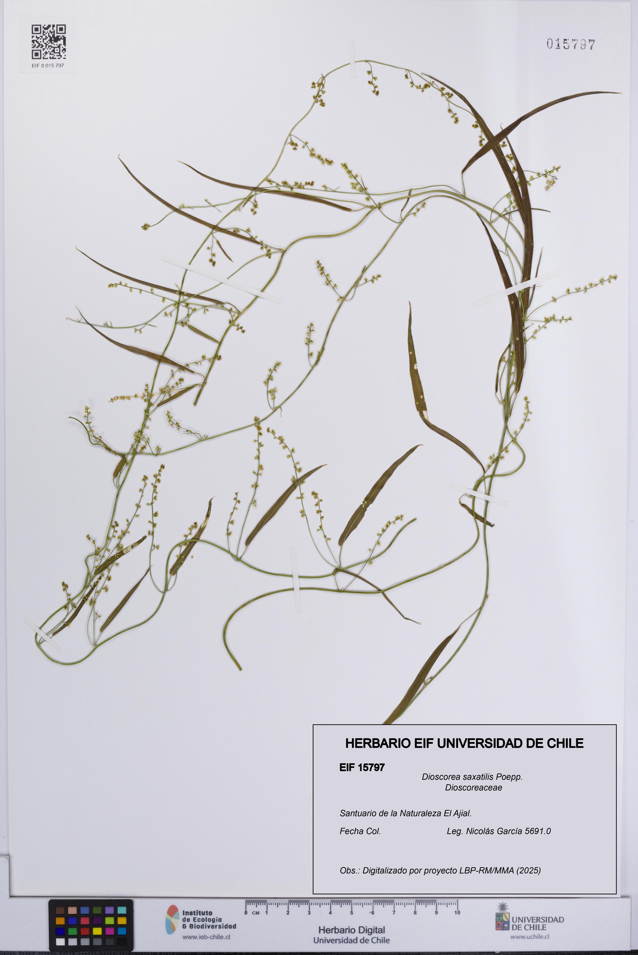 Dioscorea saxatilis [Espécimen: UCH:EIF:0015797]